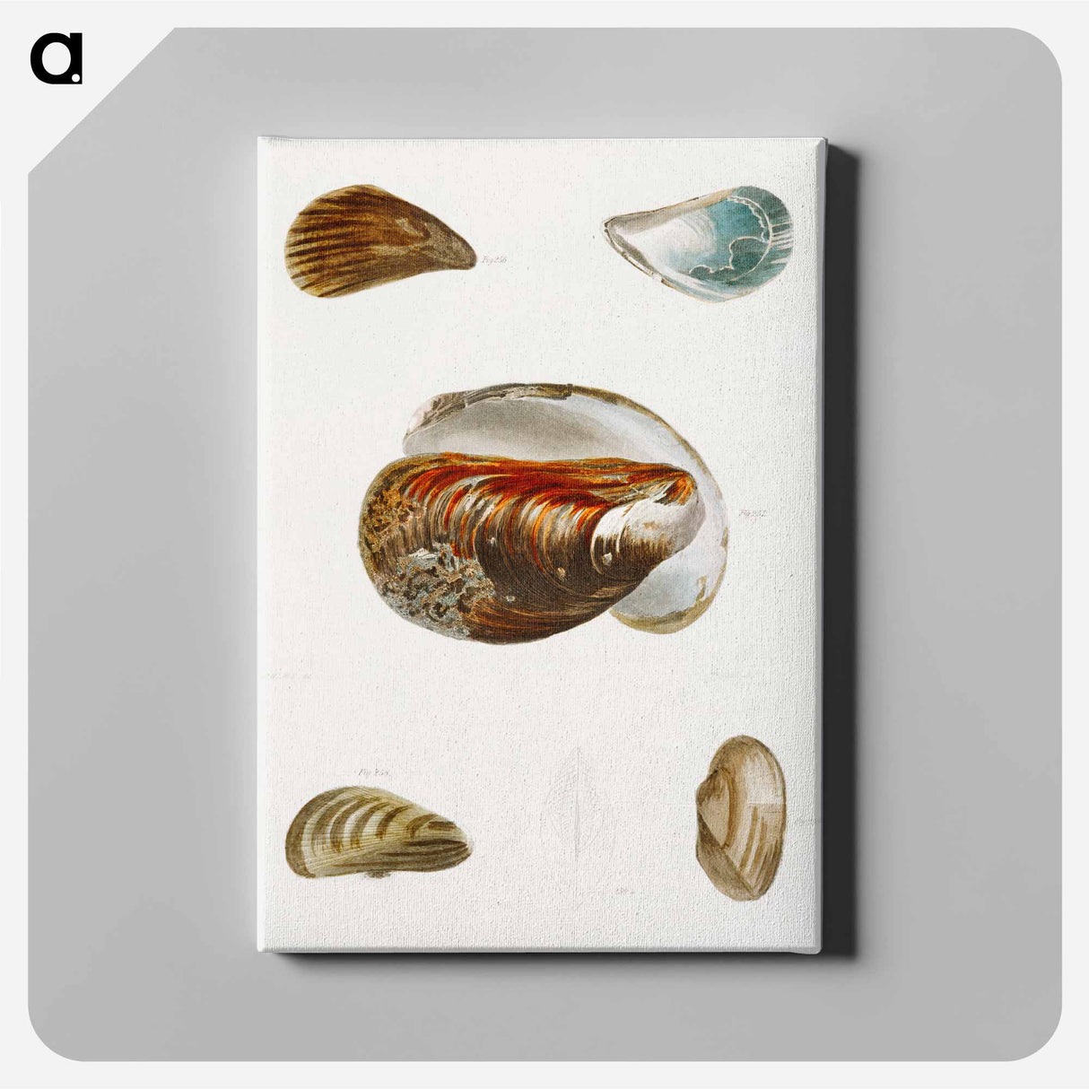 Different types of seashells illustration from Zoology of New York by James Ellsworth De Kay - Zoology of New York Canvas.
