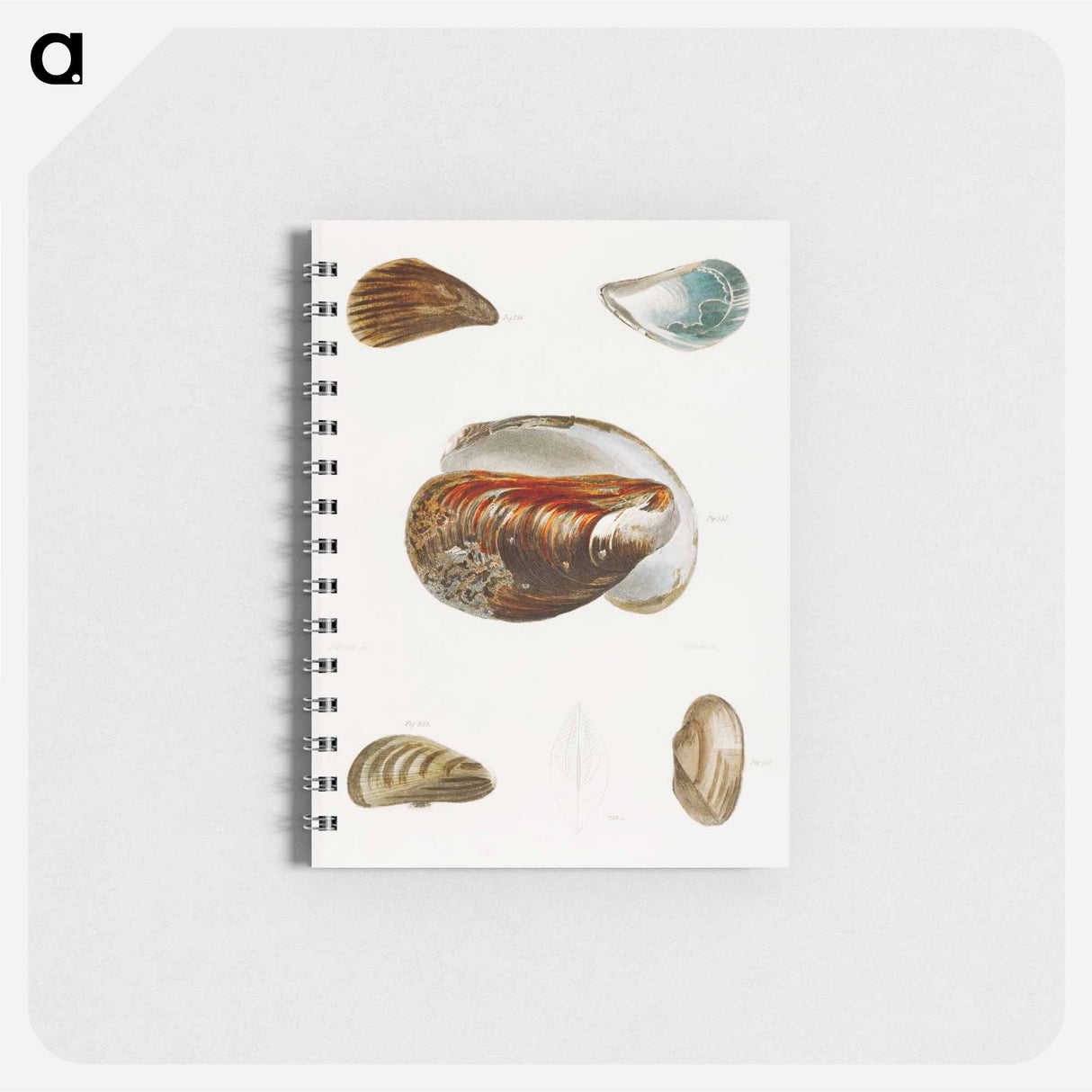 Different types of seashells illustration from Zoology of New York by James Ellsworth De Kay - ニューヨークの動物学 Memo.