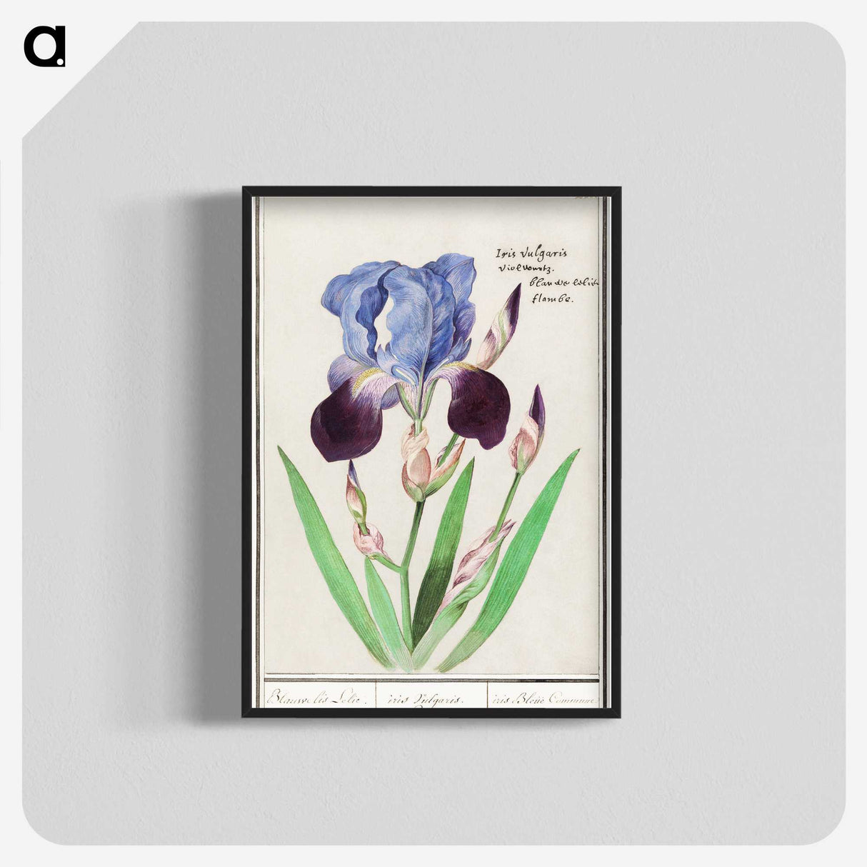 1-28_Anselmus-Boetius-de-Boodt_blk-crop