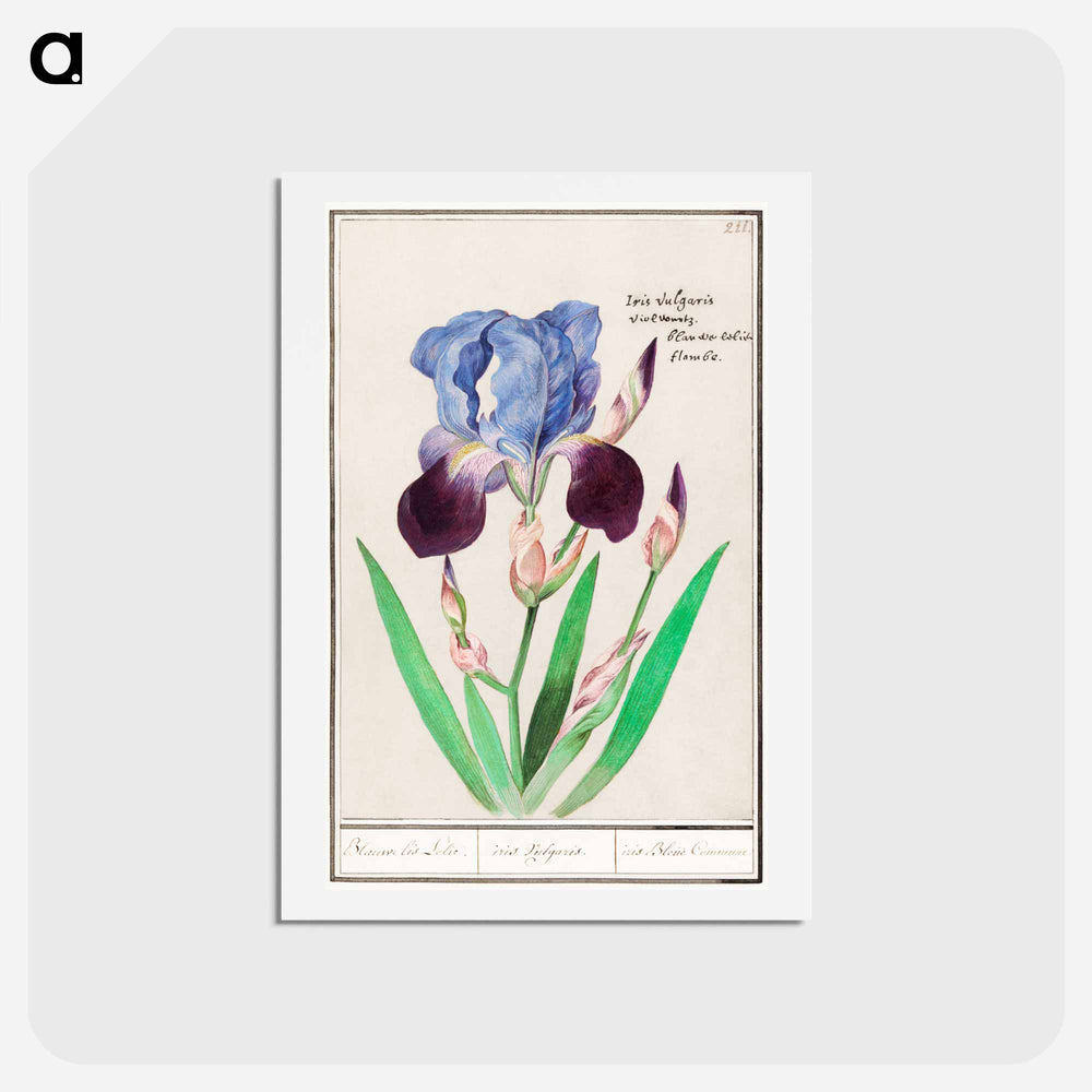 Purple iris - アンセルムス ボエティウス デ ブート Postcard.