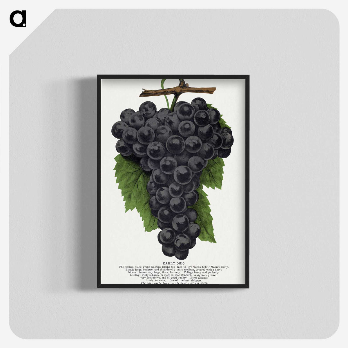 1-28_Botanical-Specimen-Plates_blk-crop
