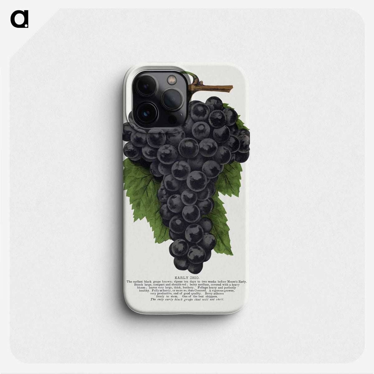 1-28_Botanical-Specimen-Plates_phone