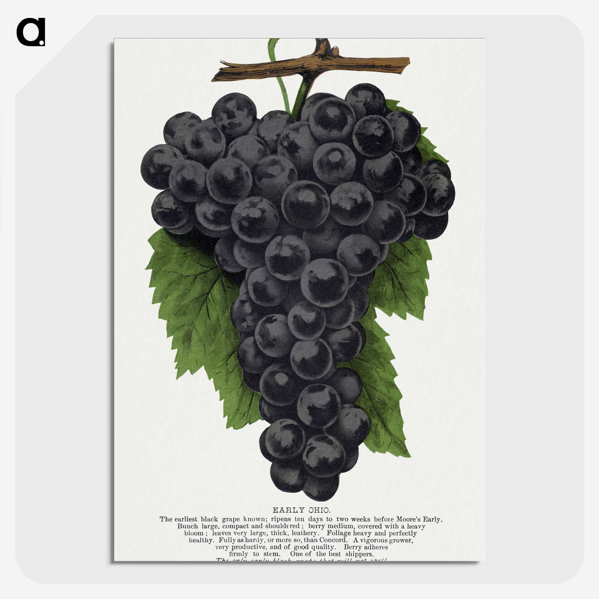 1-28_Botanical-Specimen-Plates_picture-crop