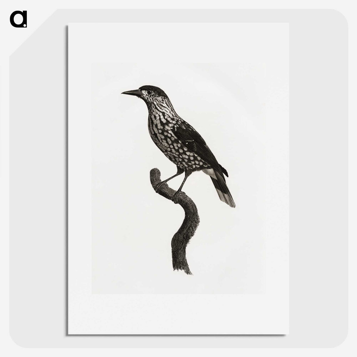 1-28_Des-Oiseaux-de-Paradis_picture