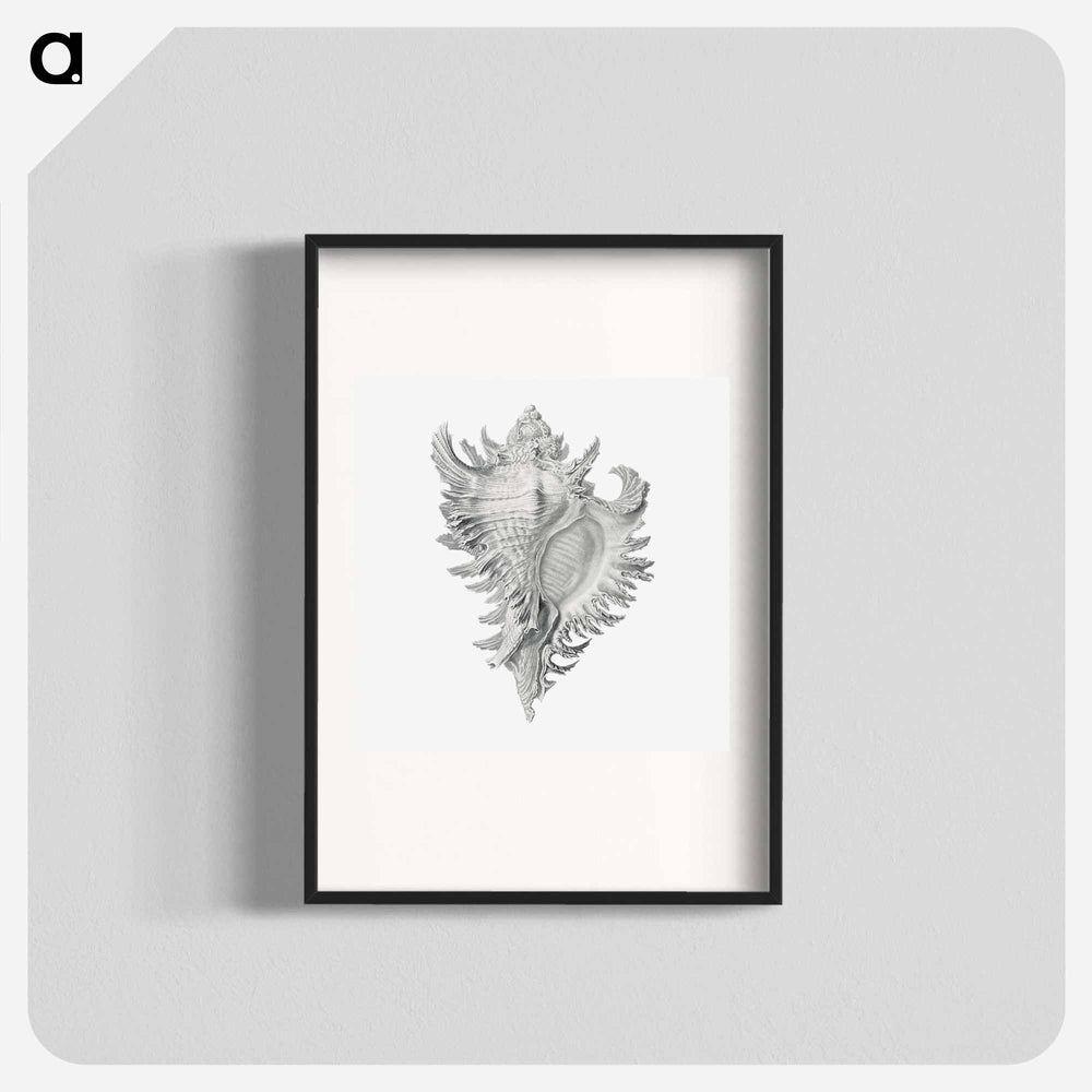 Vintage shell marine life illustration - エルンスト ヘッケル Poster.