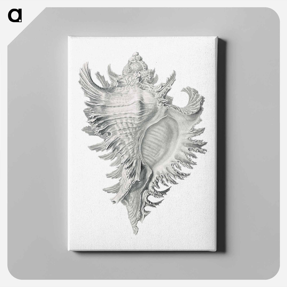Vintage shell marine life illustration - エルンスト ヘッケル Canvas.
