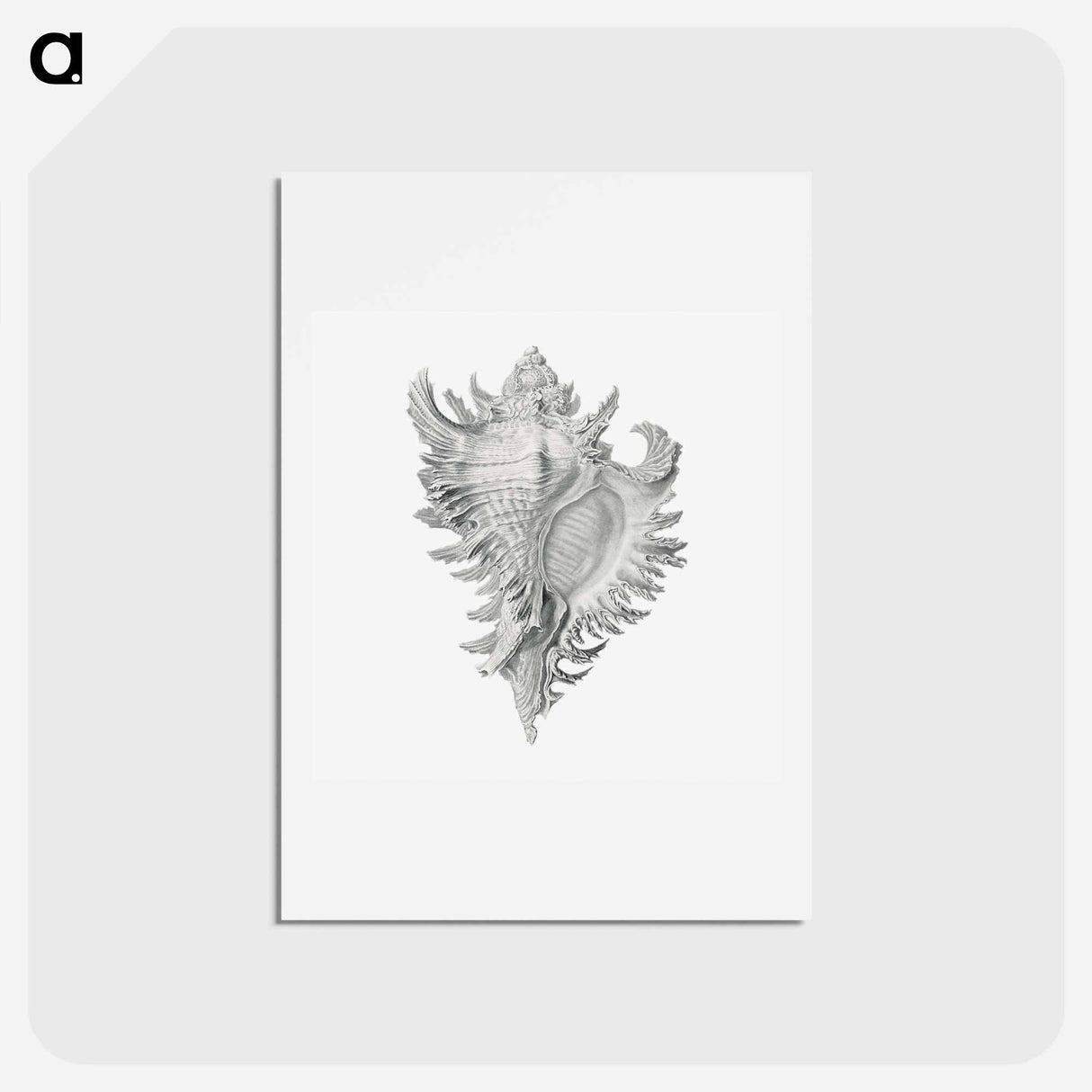 アートポストカード-Vintage shell marine life illustration - エルンスト ヘッケル Postcard.