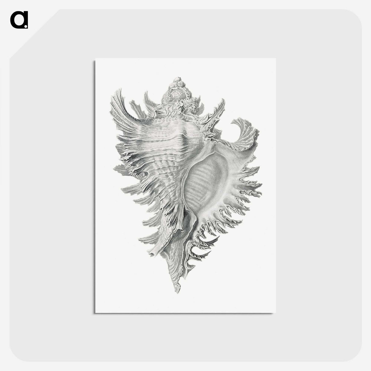1-28_Ernst-Haeckel_postcard