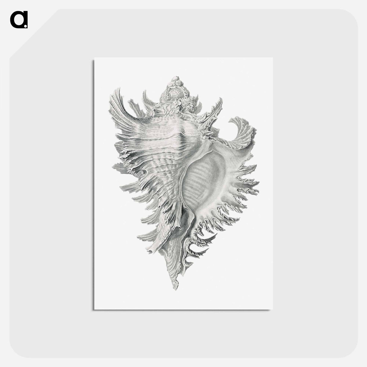 アートポストカード-Vintage shell marine life illustration - エルンスト ヘッケル Postcard.