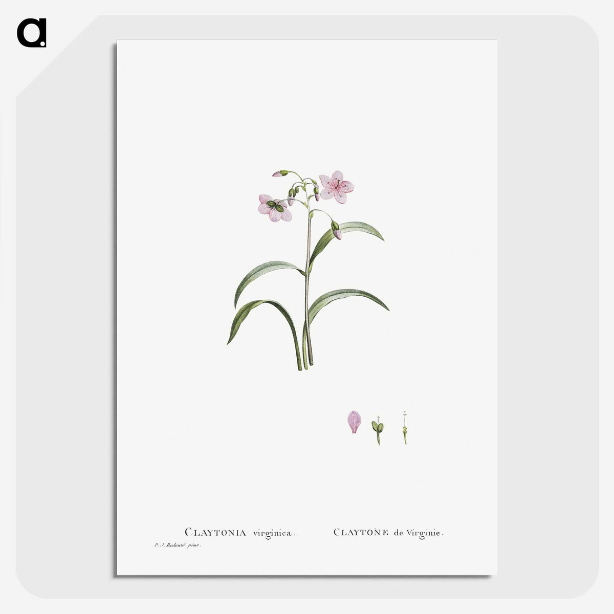 1-28_Histoire-des-Plantes-Grasses_picture-crop