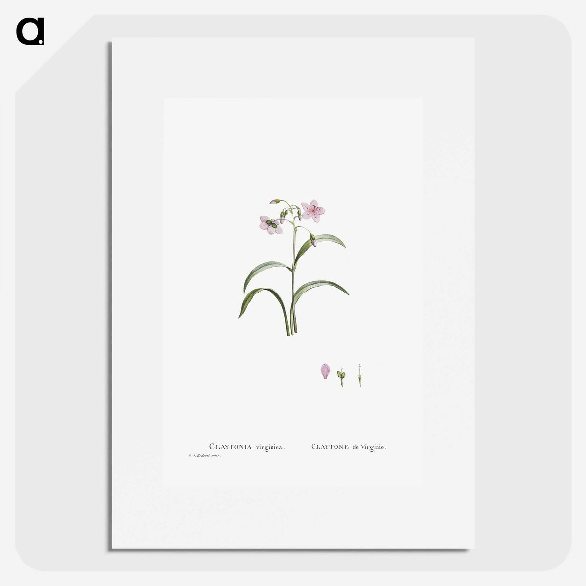 1-28_Histoire-des-Plantes-Grasses_picture