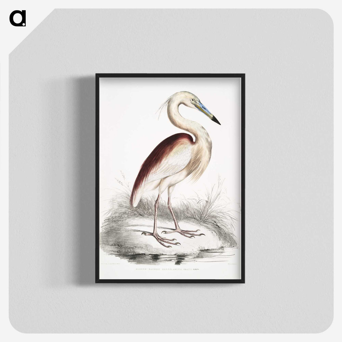 1-28_Indian-Zoology_blk-crop