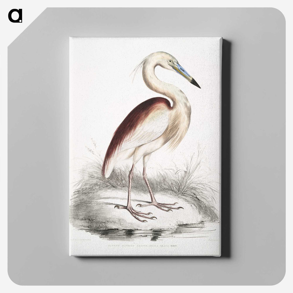 1-28_Indian-Zoology_canvas