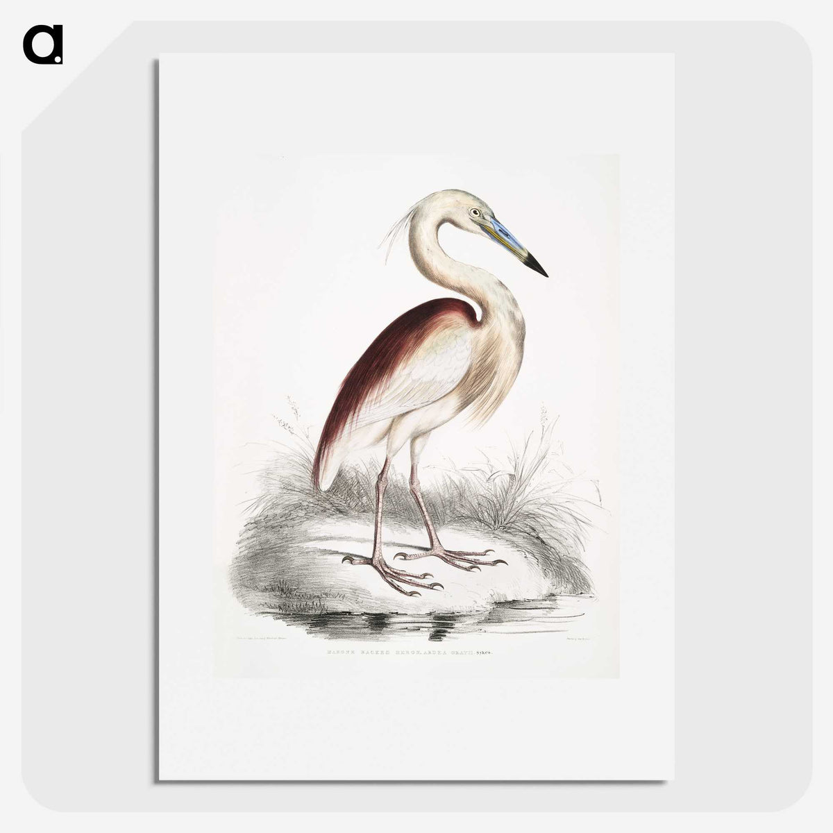1-28_Indian-Zoology_picture