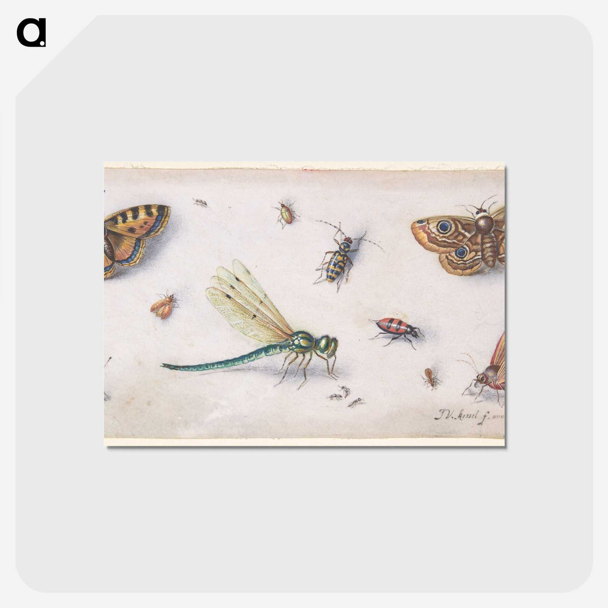 1-28_Jan-Van-Kessel_postcard