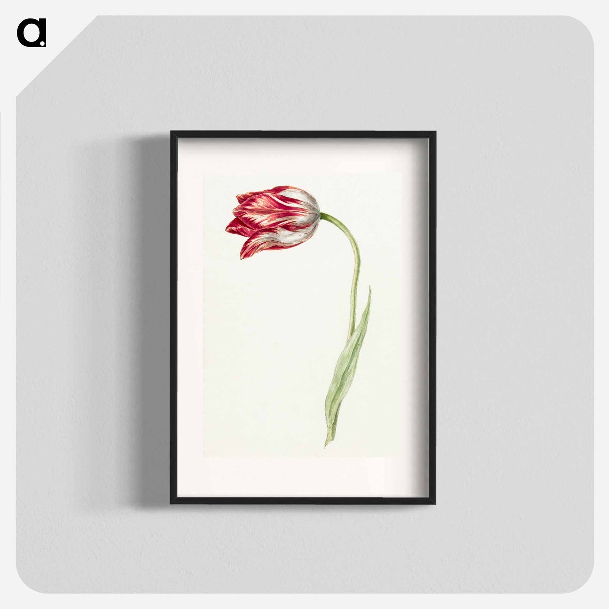 Pink tulip - Jean Bernard Poster.