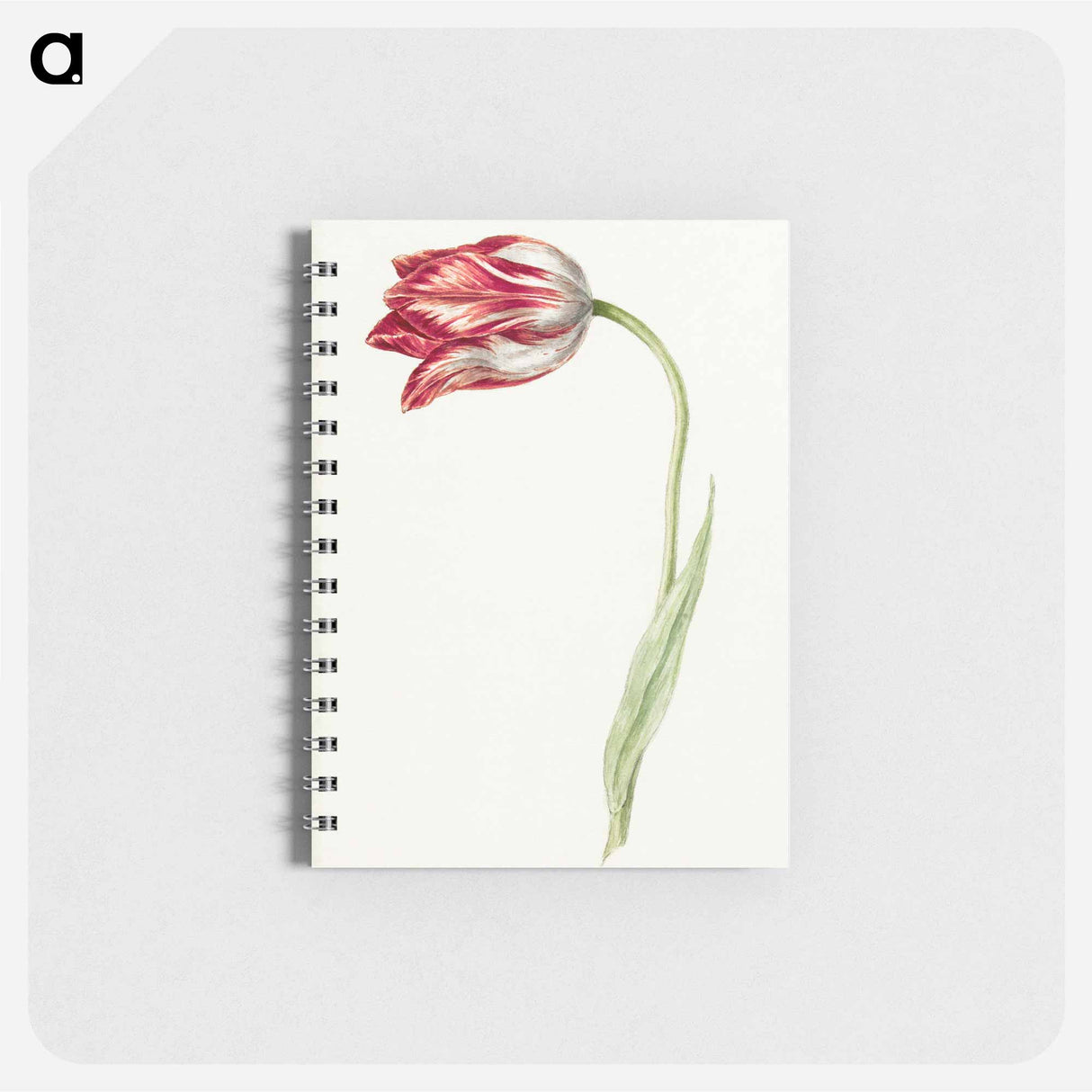 Pink tulip - ジャン ベルナール Memo.