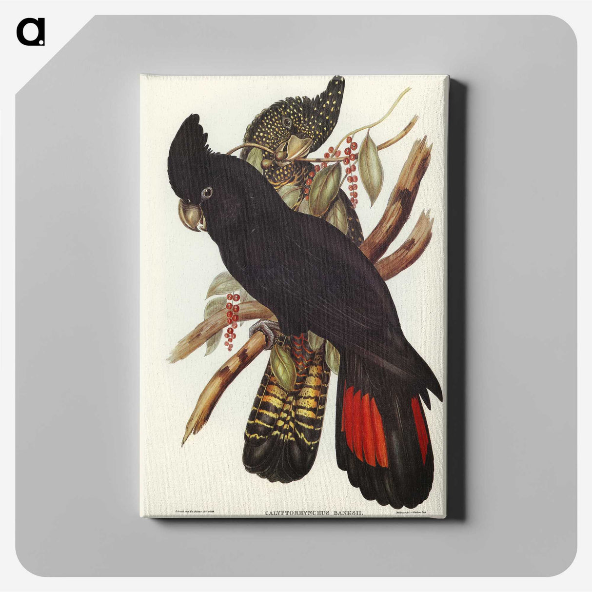 1-28_John-Gould_canvas