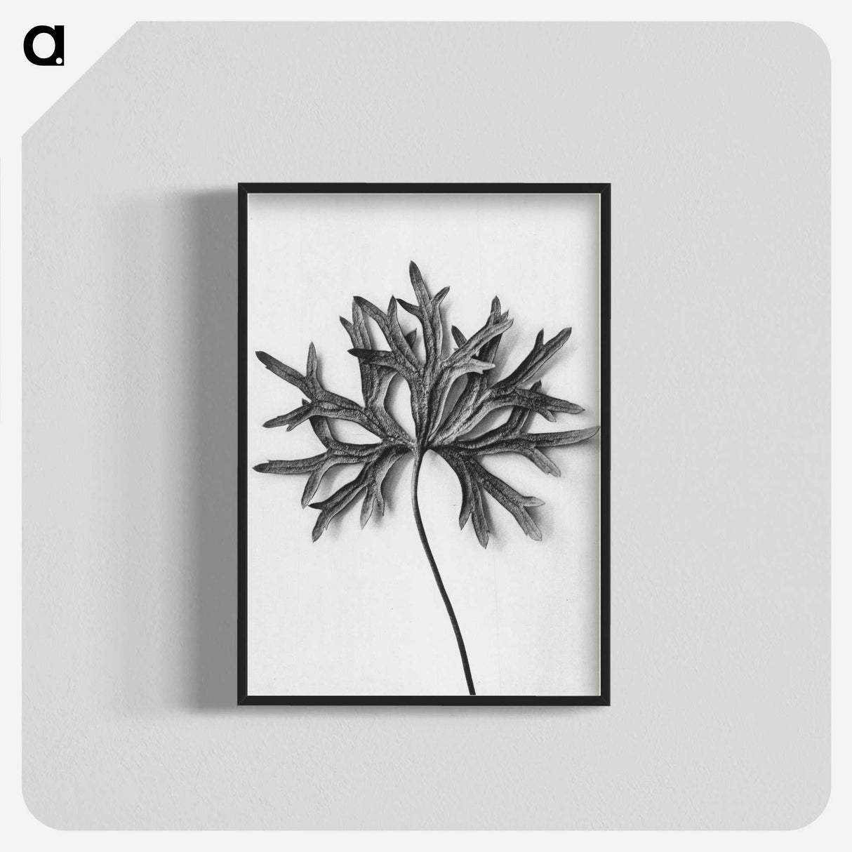 1-28_Karl-Blossfeldt_blk-crop