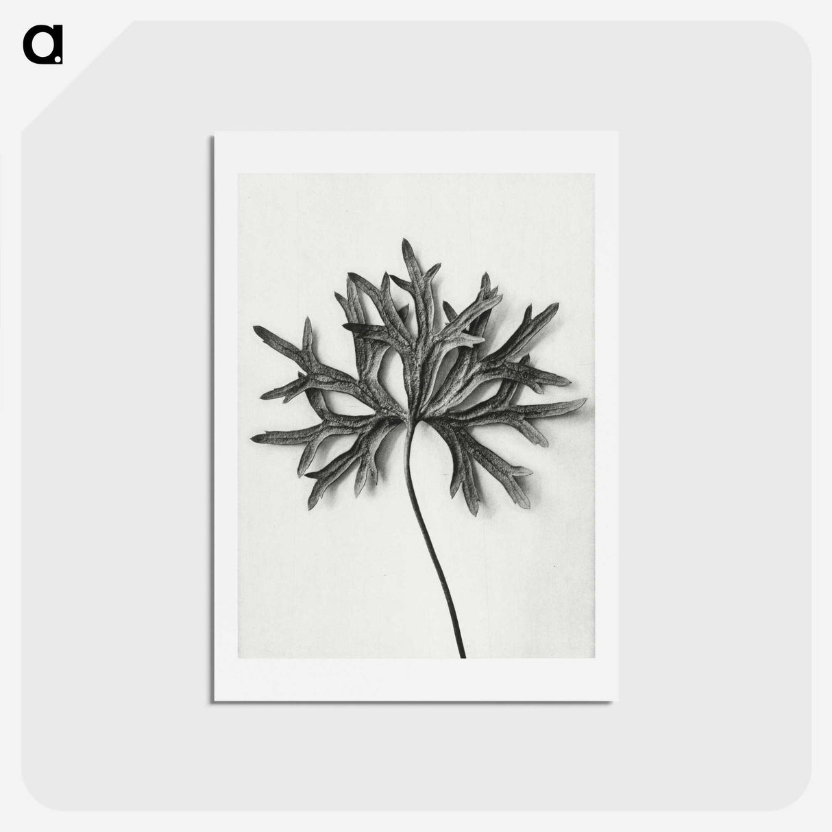 1-28_Karl-Blossfeldt_hagaki