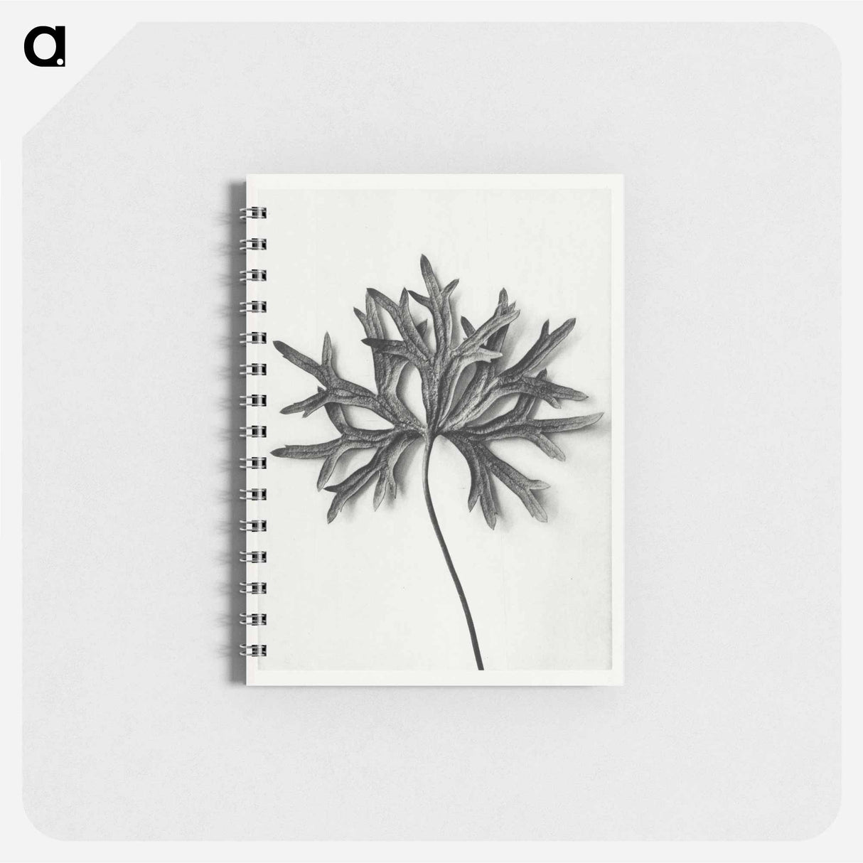 Aconitum Anthora (Yellow Monkshood Leaf) - カール ブロスフェルト Memo.