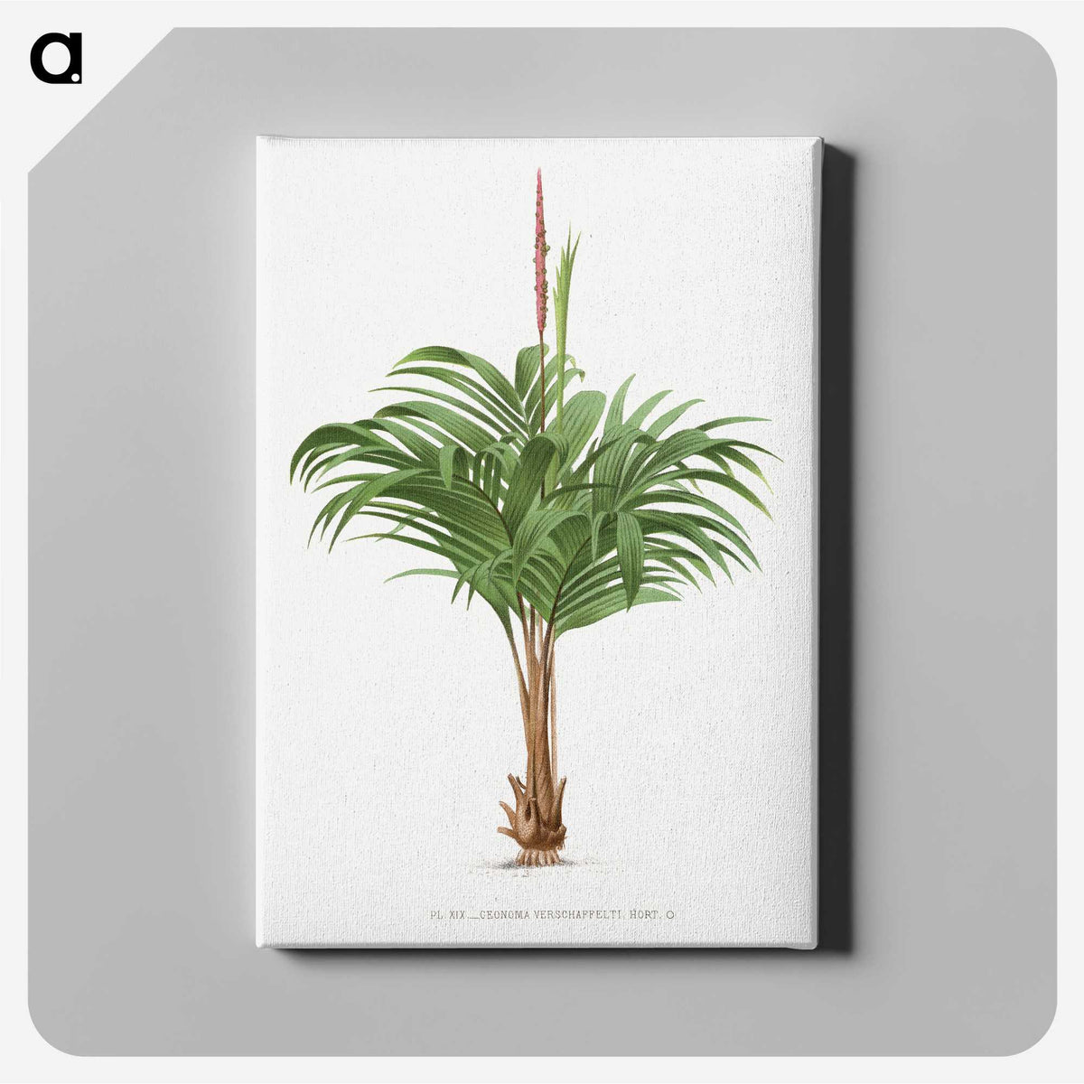 1-28_Les-Palmiers-Histoire-Iconographique_canvas