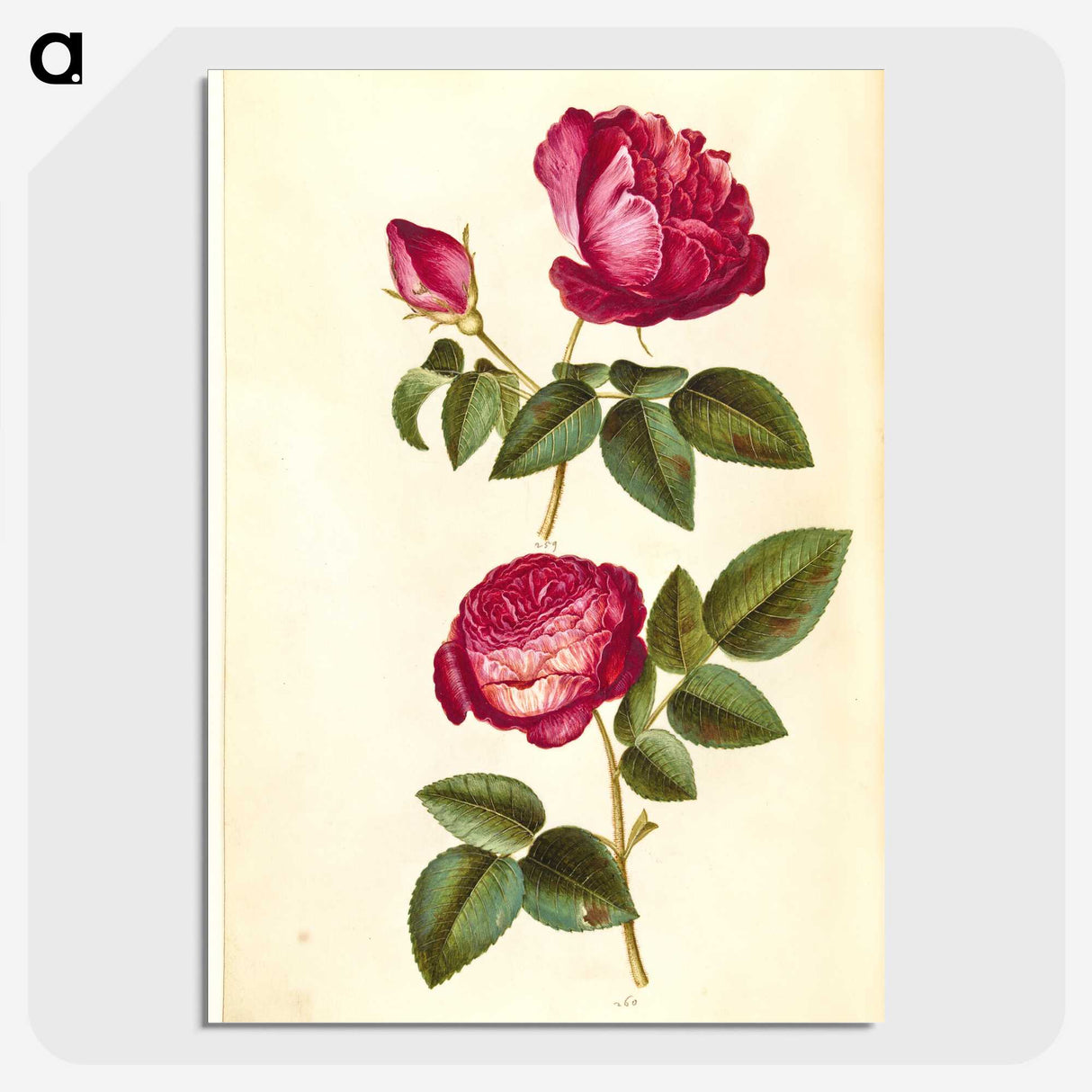 1-28_Maria-Sibylla-Merian_picture-crop