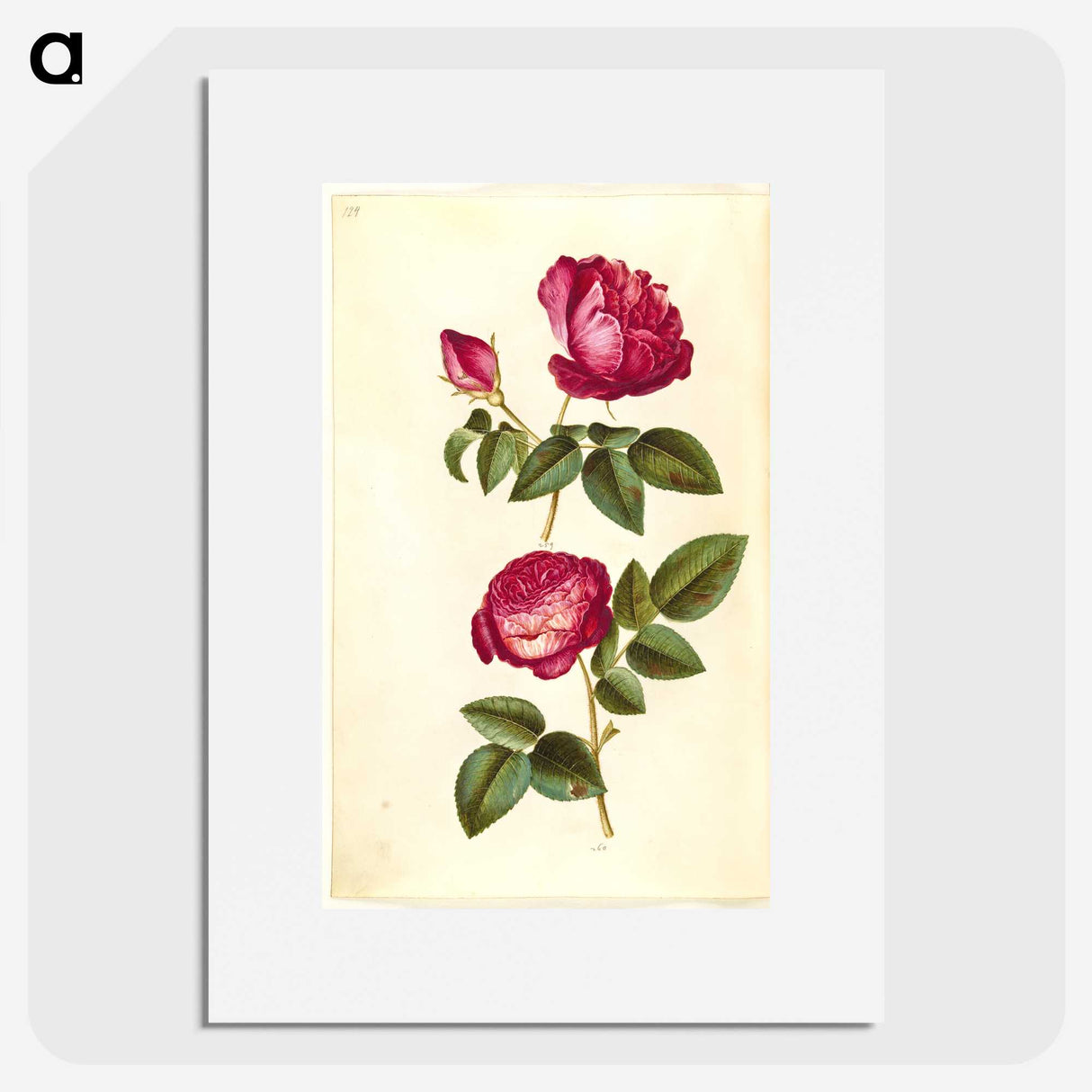 1-28_Maria-Sibylla-Merian_picture
