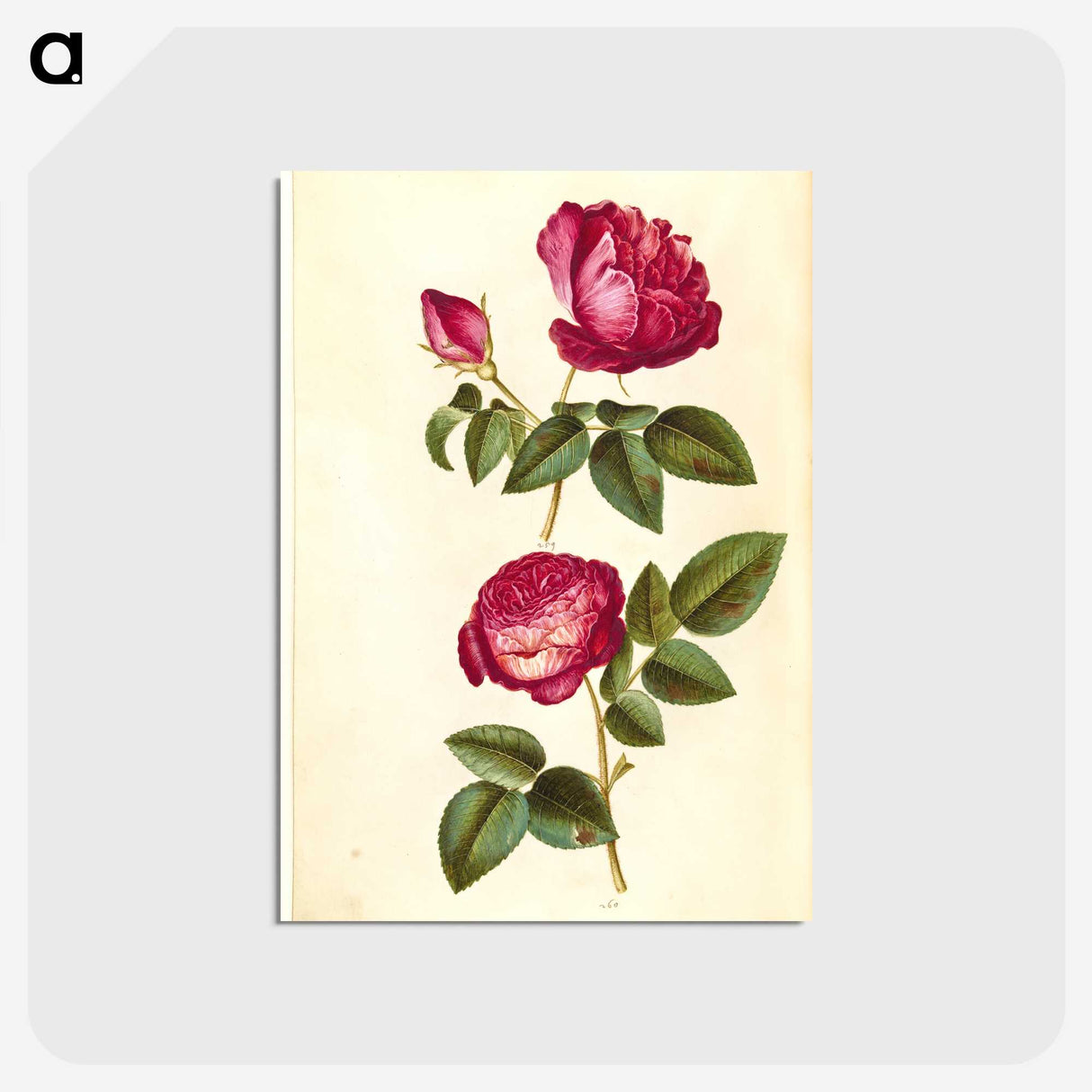 1-28_Maria-Sibylla-Merian_postcard