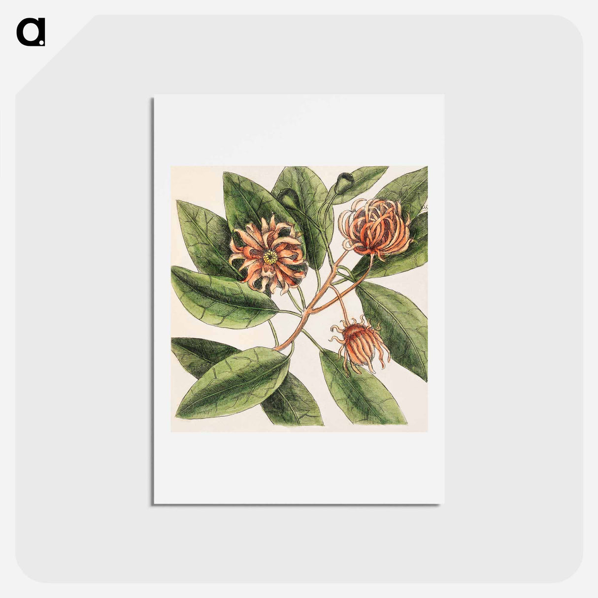 アートポストカード-Upright Honey-suckle, Yellow Jasmine, Hamamelis
- マーク ケイツビー Postcard.