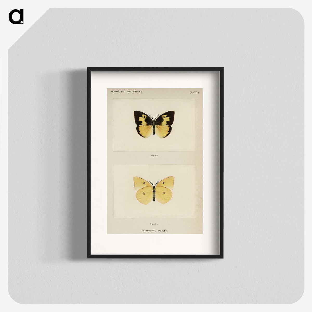 1-28_Moths-and-Butterflies-of-the-United-States_blk
