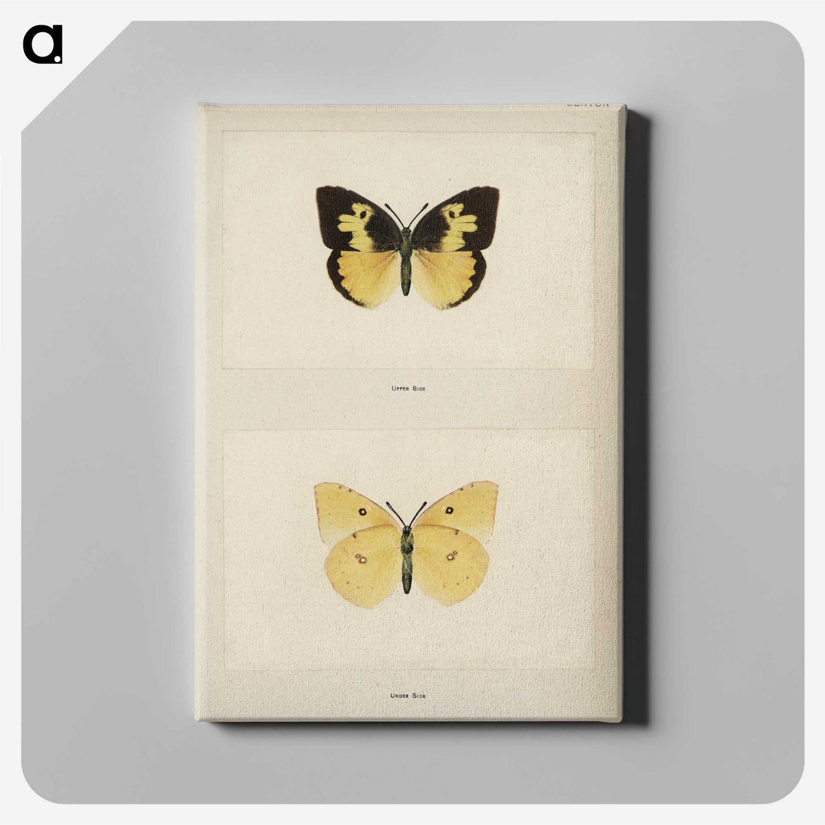 1-28_Moths-and-Butterflies-of-the-United-States_canvas