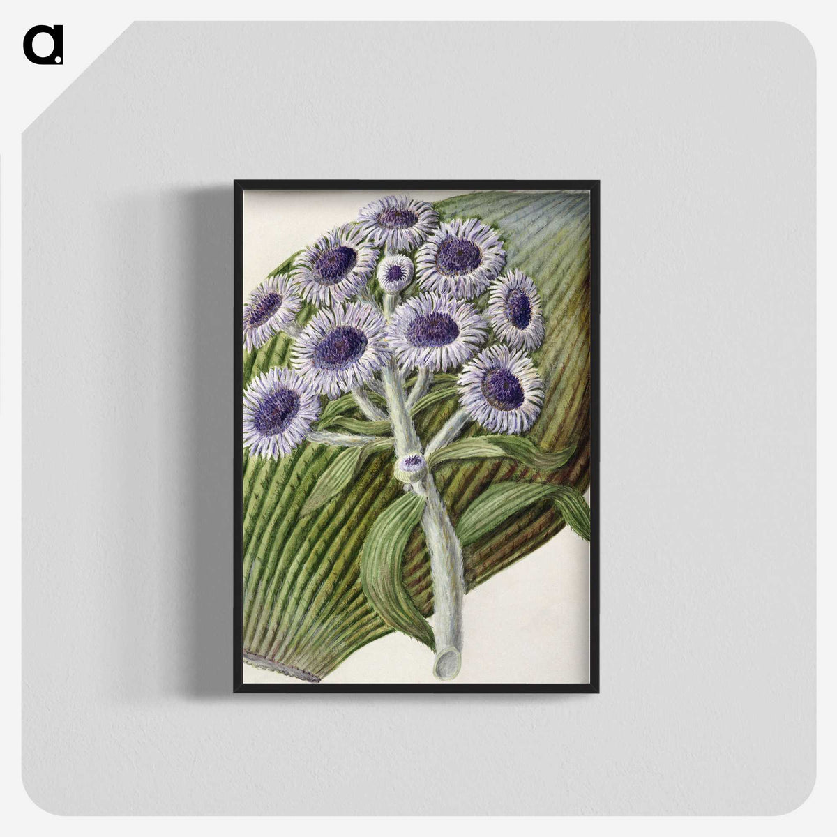1-28_Native-Flowering-Plants-of-New-Zealand_blk-crop
