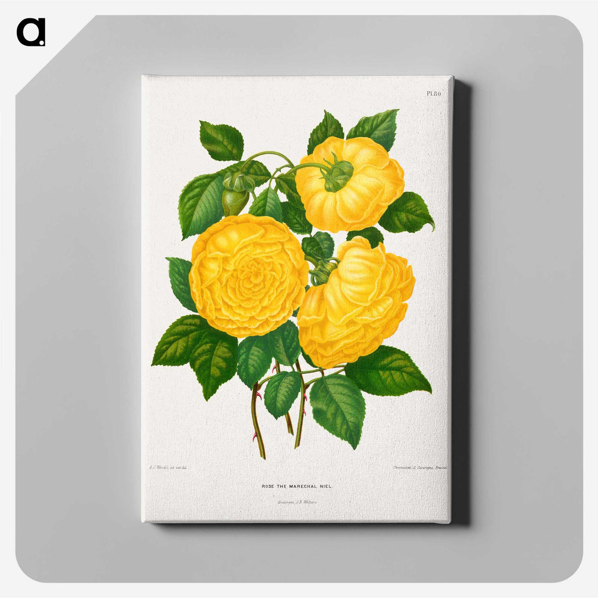 1-28_Nederlandsche-Flora-en-Pomona_canvas