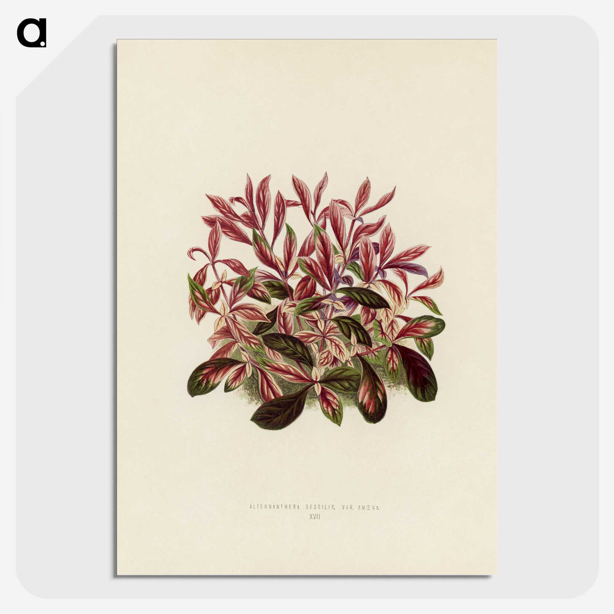 1-28_New-and-Rare-Beautiful-Leaved-Plants_picture-crop