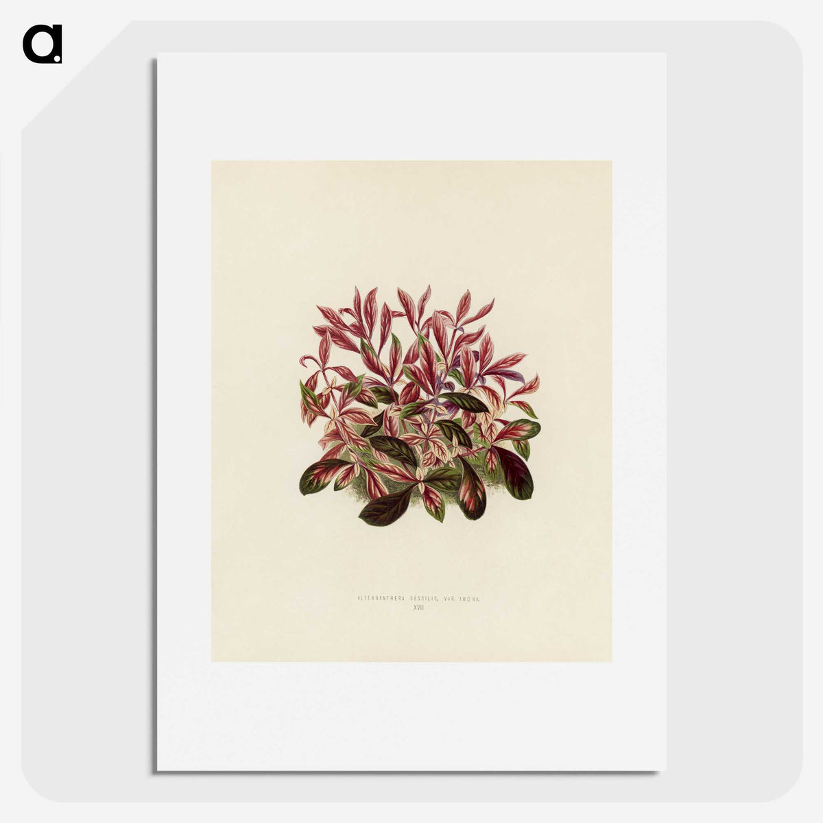 1-28_New-and-Rare-Beautiful-Leaved-Plants_picture