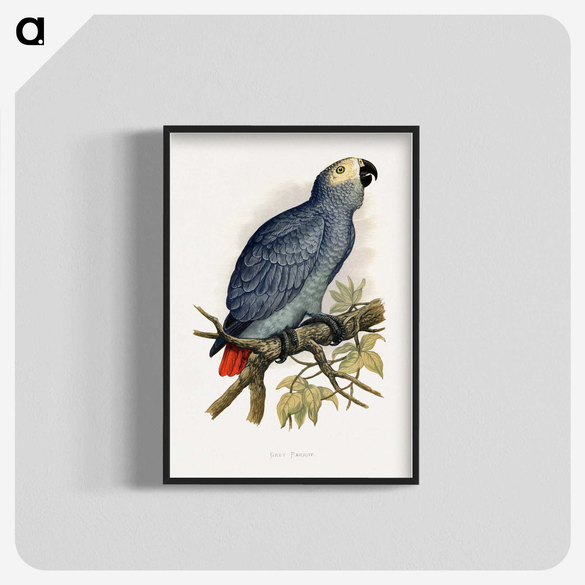 1-28_Parrots-in-Captivity_blk-crop