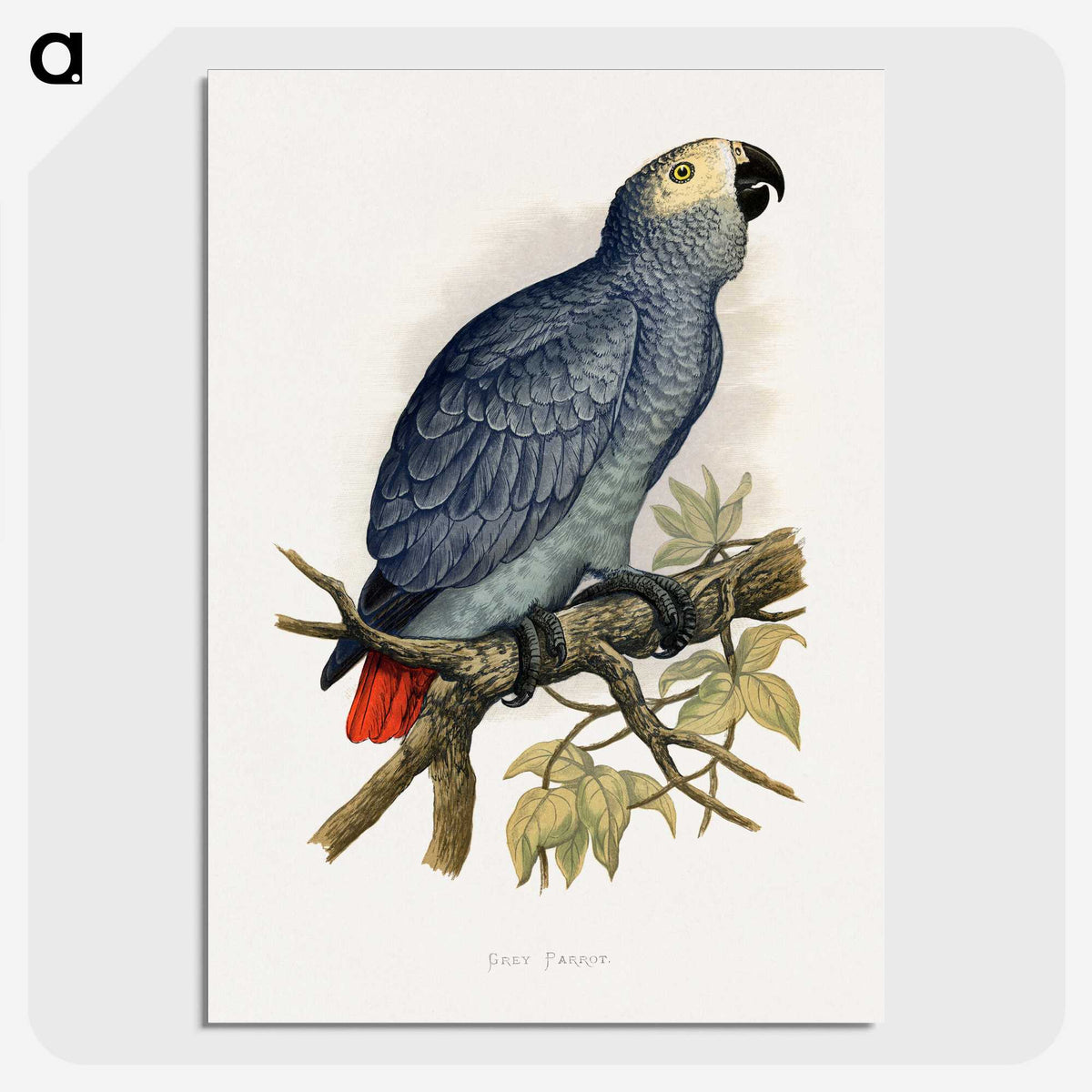 1-28_Parrots-in-Captivity_picture-crop