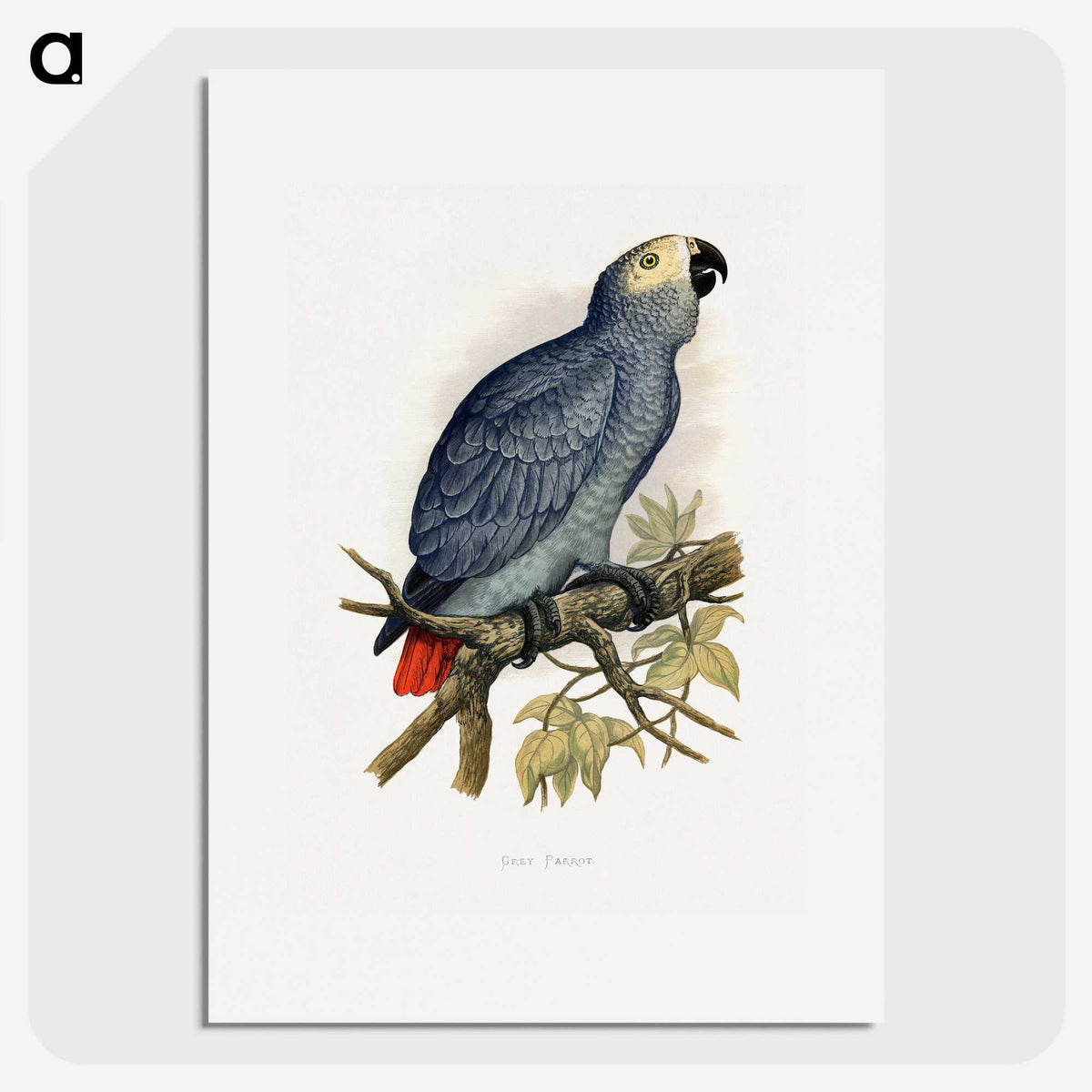 1-28_Parrots-in-Captivity_picture