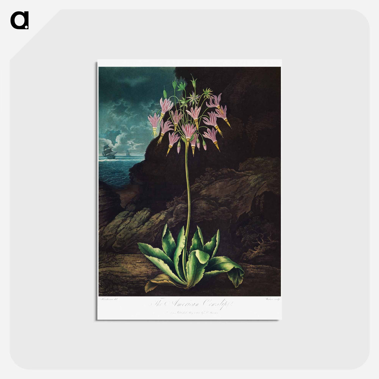 アートポストカード-American Cowslip
- ロバート ジョン ソーントン Postcard.