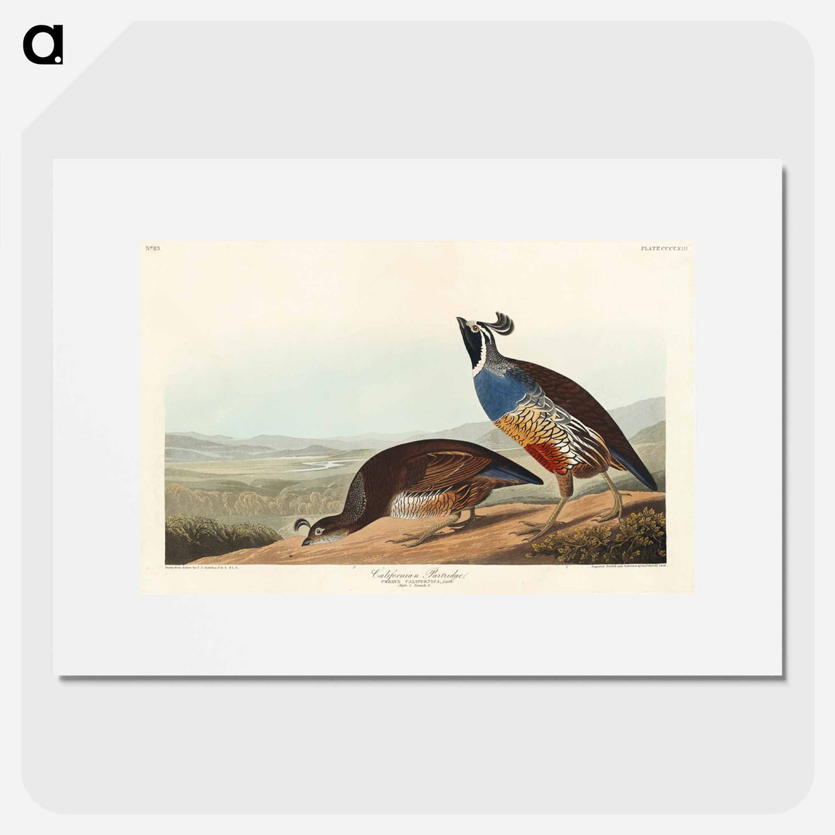 アートポスター-California Partridge
- アメリカの鳥たち Poster.