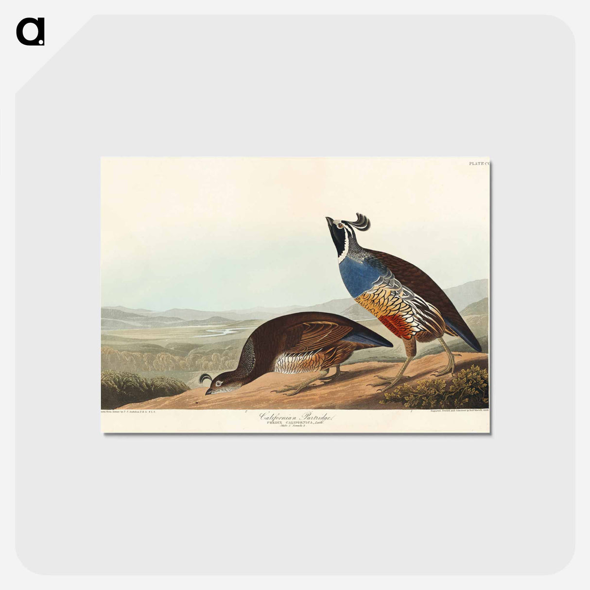 アートポストカード-California Partridge
- アメリカの鳥たち Postcard.