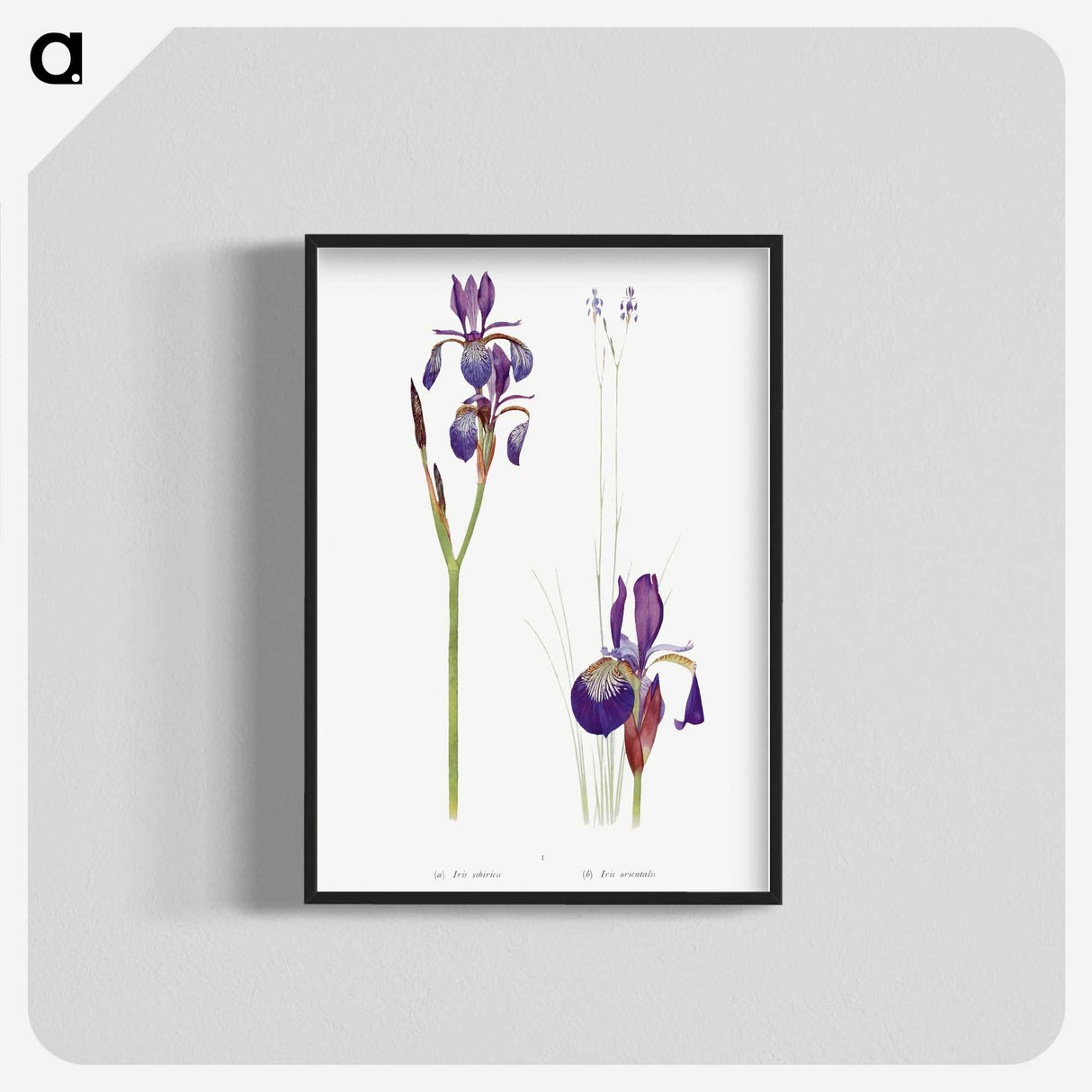 1-28_The-Genus-Iris_blk-crop