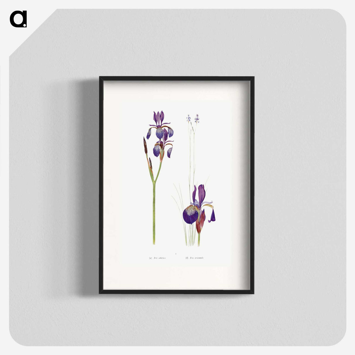 1-28_The-Genus-Iris_blk