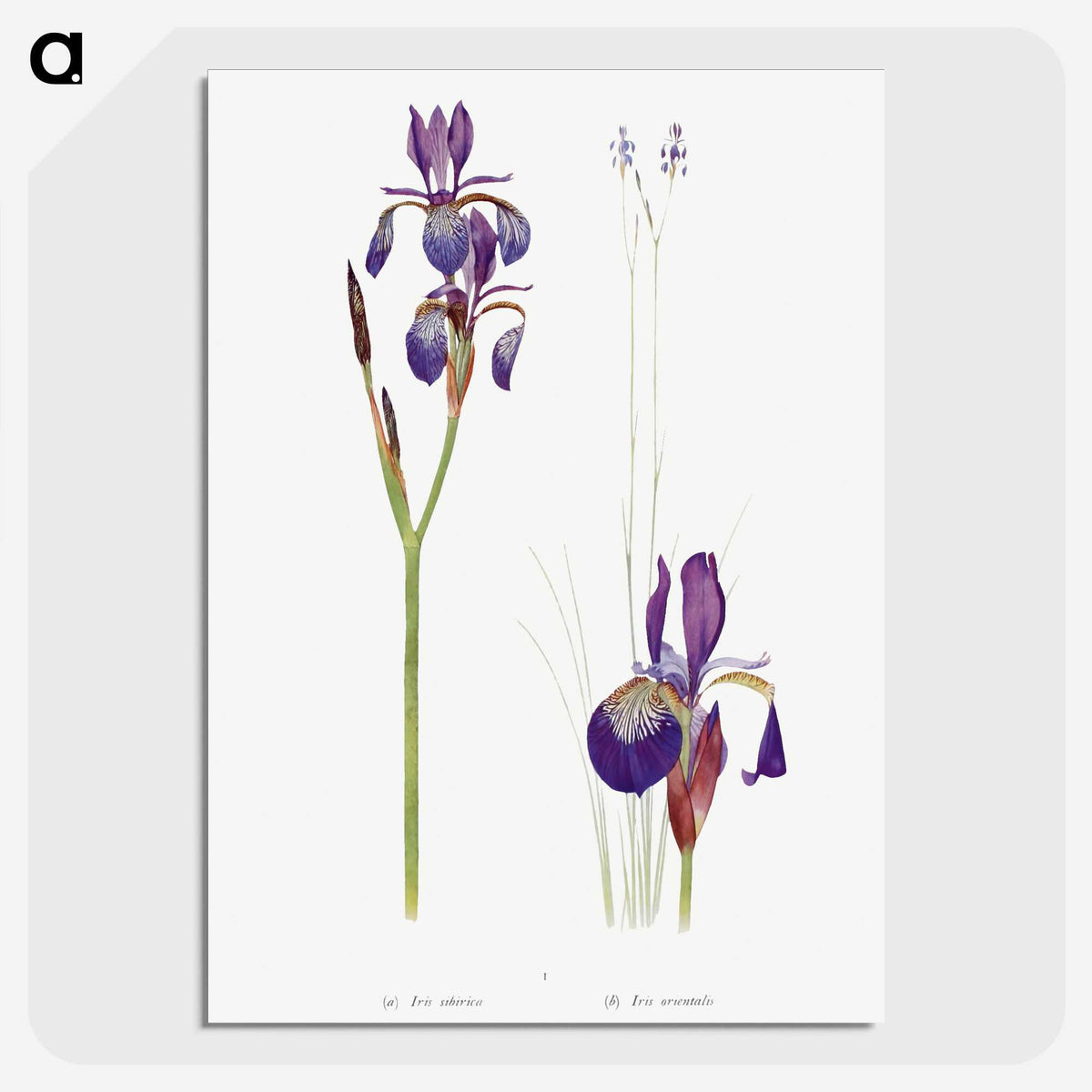 1-28_The-Genus-Iris_picture-crop
