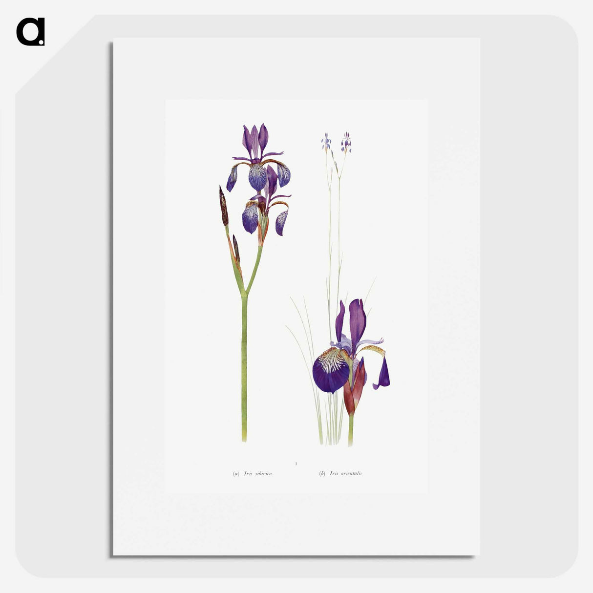 1-28_The-Genus-Iris_picture