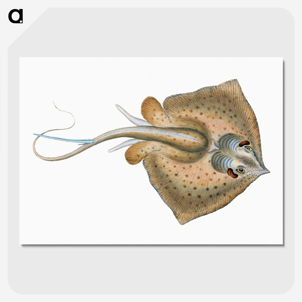 1-28_The-Natural-History-of-British-Fishes_picture-crop