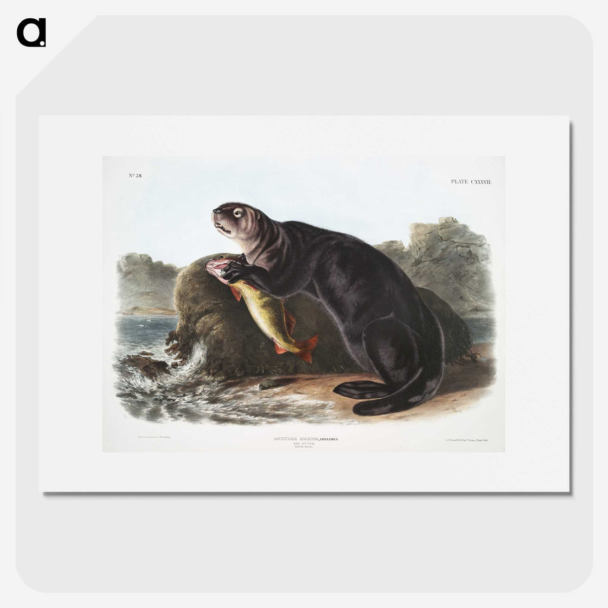 1-28_The-Viviparous-Quadrupeds_picture