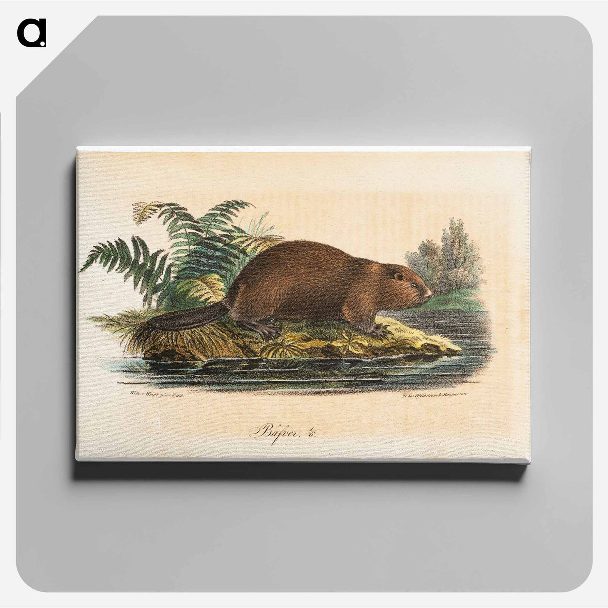 Beaver - Wilhelm von Wright Canvas.