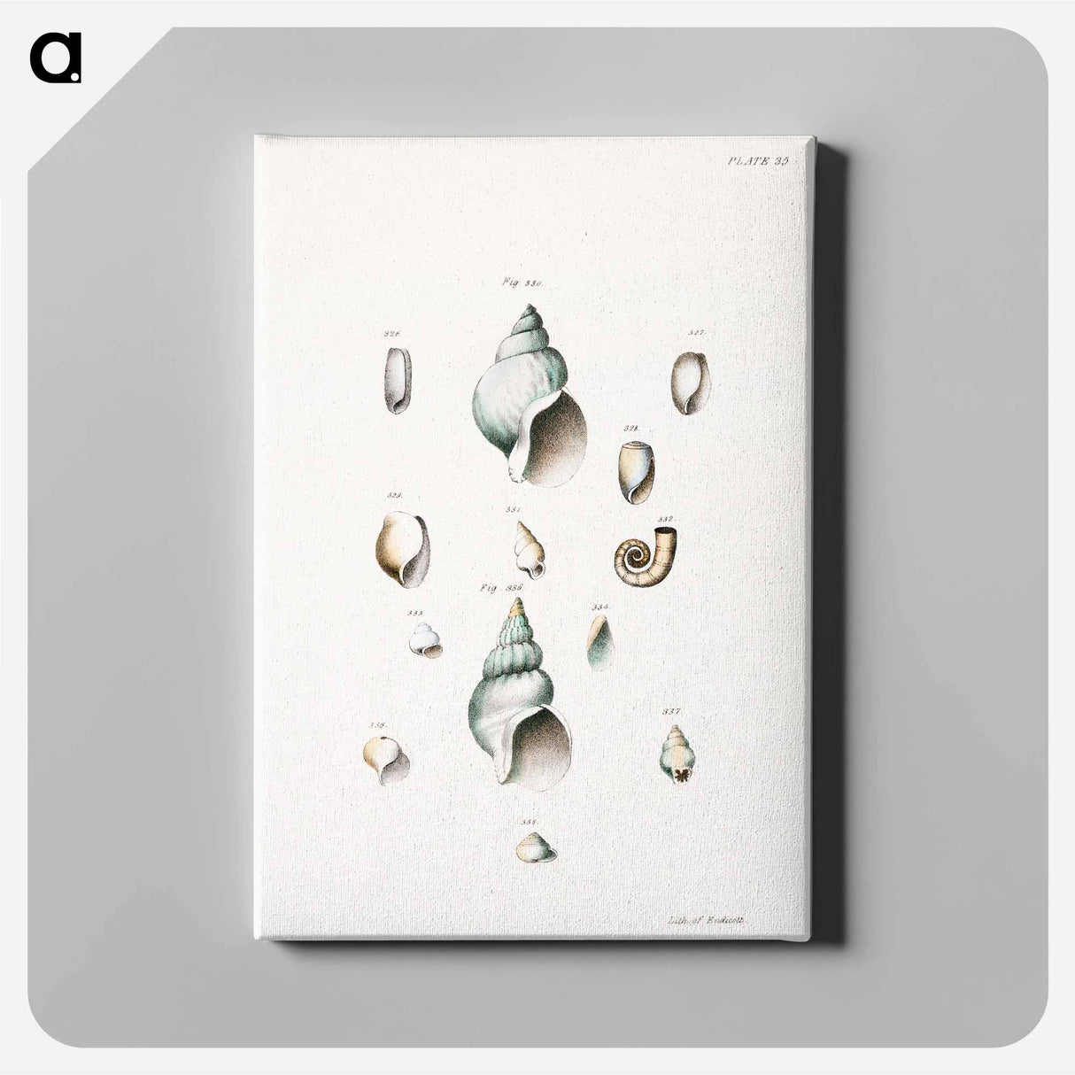 Different types of seashells illustration from Zoology of New York by James Ellsworth De Kay - ニューヨークの動物学 Canvas.